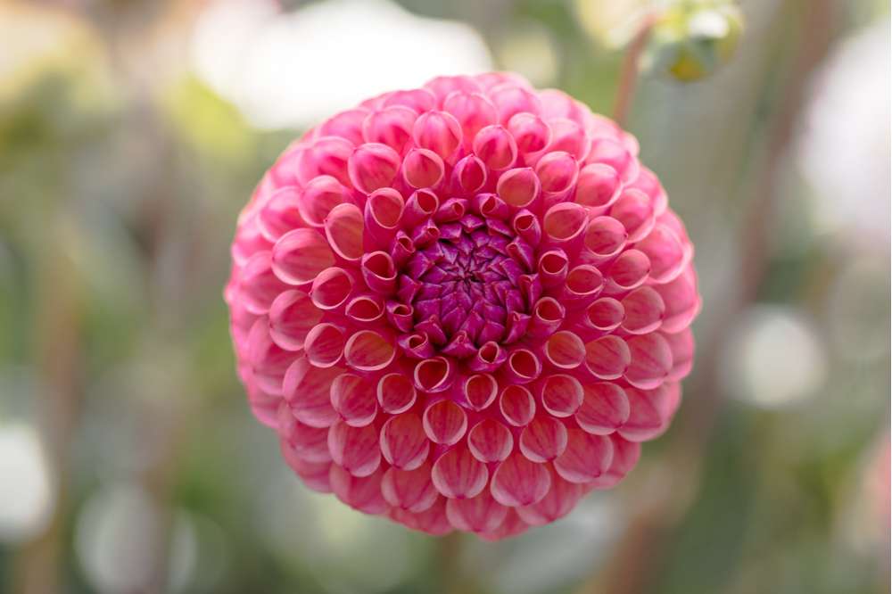 Dahlia 'Caitlin's Joy'